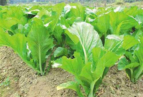 芥菜種植技術?及病蟲害防治措施