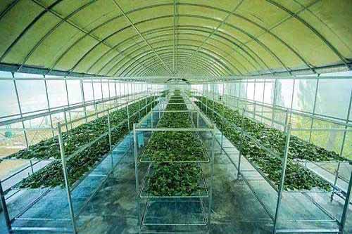 養蠶經驗：蠶室蠶具消毒需要注意哪些事項
