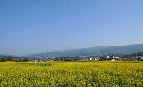 高寒山區秋播油菜高產技術