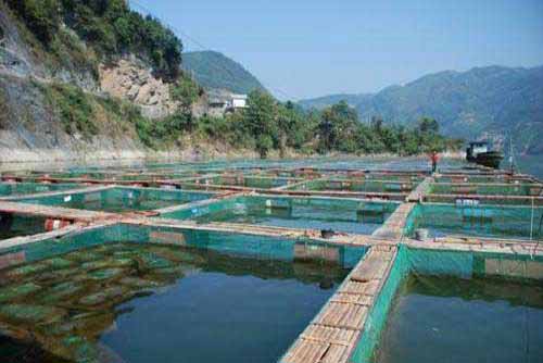 養(yǎng)魚經(jīng)驗(yàn)：用大草堆肥培育魚苗魚種好
