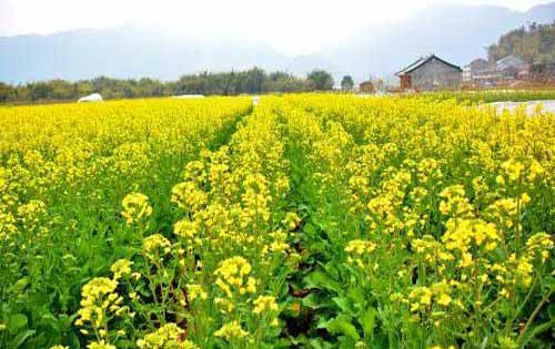 油菜種植技術——遲栽油菜高產需要哪些措施