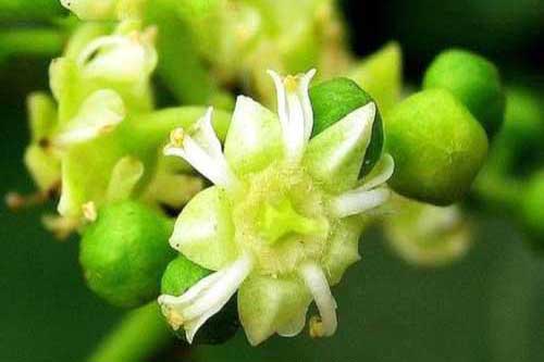 種植經驗——拐棗種植繁育及冬季修剪方法