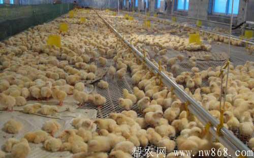 養雞經驗：20種養雞省料的方法