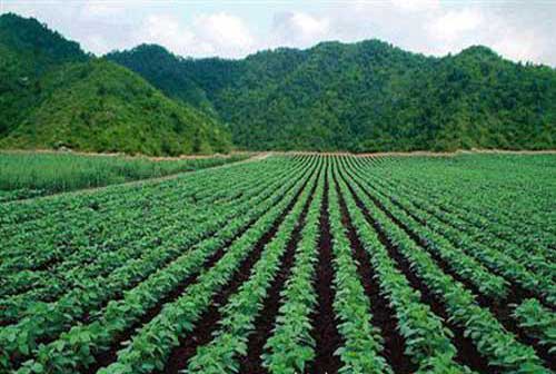 綠豆種植獲得高產需要哪些管理措施