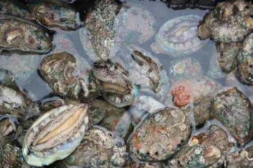 鮑魚養殖條件|鮑魚養殖要點|鮑魚傷病防治
