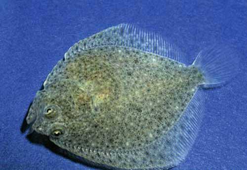 養魚和防病：多寶魚養殖條件和?疾病預防