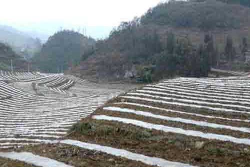利用地膜種植栽培土豆高產技術