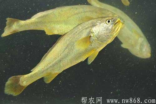 養殖大黃魚和野生大黃魚區別|池塘養殖大黃魚有哪些技術要求