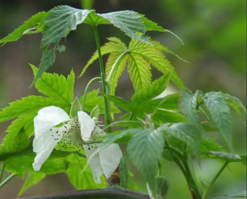 絞股藍種植栽培技術及病蟲害防治