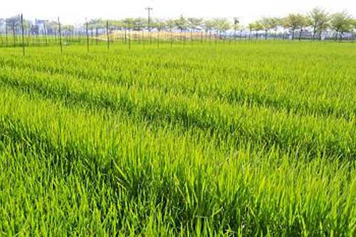 水稻種植經驗——雜交晚稻后期施肥技巧