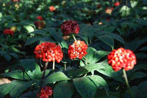田七種植環境要求和田七病蟲害防治方法