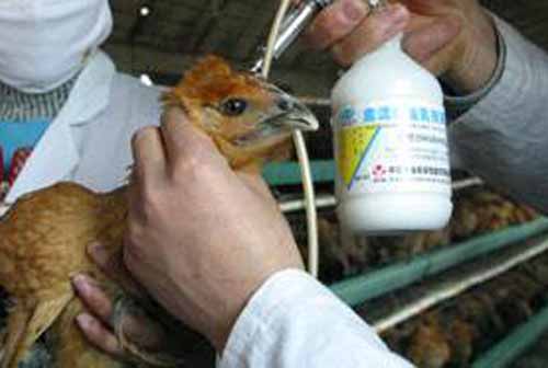 養雞與防病：給雞打預防針需要注意哪些問題