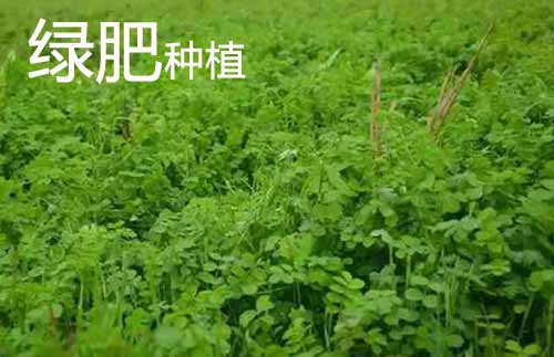 綠肥種植技術和綠肥種植要點