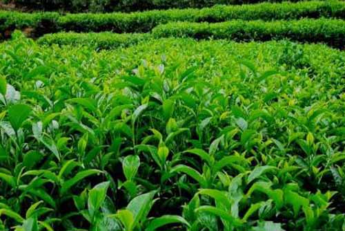 茶樹種植、移栽、修剪及病蟲害防治技術(shù)