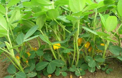 種植經驗——花生增產有哪些方法