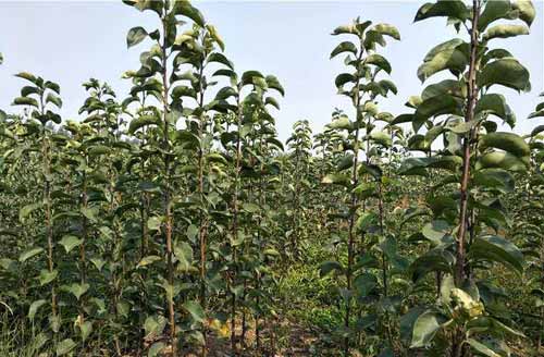 種植栽培經(jīng)驗——寒地繁殖梨樹苗技術(shù)