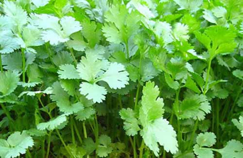 香菜種植栽培技術及田間管理??方法