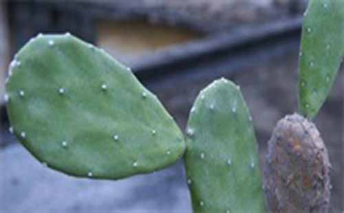 仙人掌炭疽病防治和?仙人掌蚜蟲防治方法