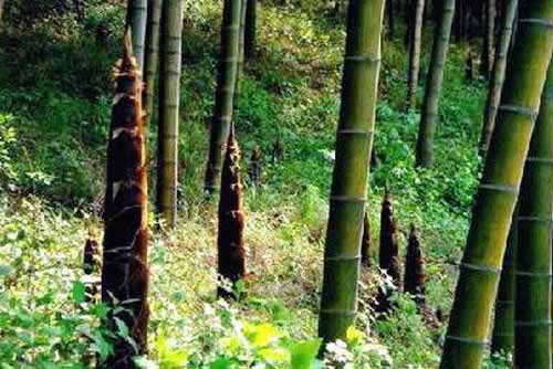 毛竹筍竹兩用林建園及管理措施