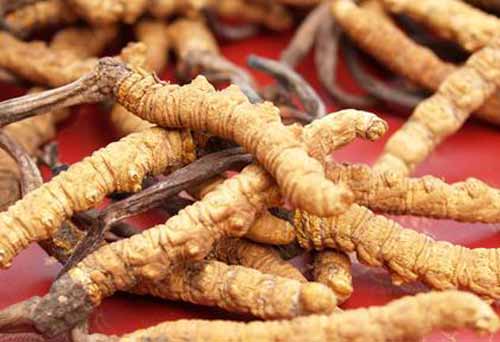 蟲草的形成、生物特征及生態學特征