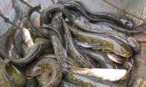 懷頭鯰魚南移馴養的措施