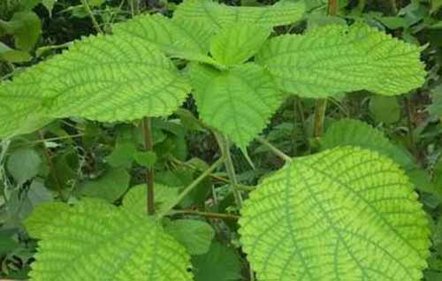 苧麻高產(chǎn)種植栽培技術(shù)