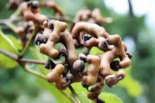 拐棗根腐病防治|拐棗霉斑病防治?