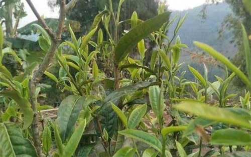 茶樹白蠟蚧?防治|茶煤病防治