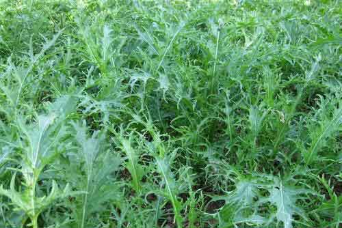 雪里紅種植技術及病蟲害防治方法