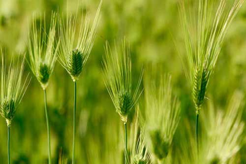 青稞種植管理技術|青稞病蟲害防治方法