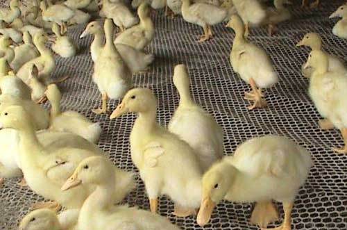 肉鴨密集化旱養新技術