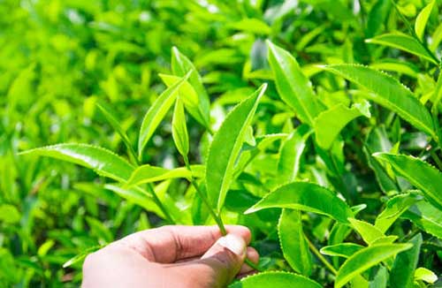 茶園茶葉生態采摘技術