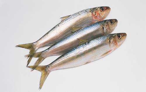 沙丁魚的生活習(xí)性|沙丁魚養(yǎng)殖管理技術(shù)