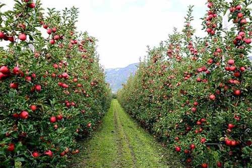 矮砧蘋果種植、修剪及病蟲害防治
