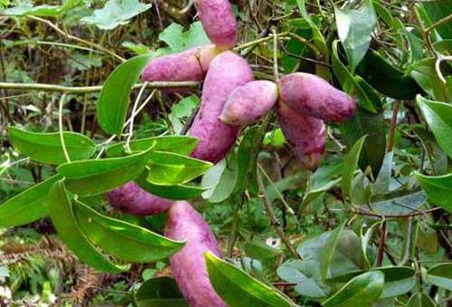 野香蕉樹(shù)是長(zhǎng)什么樣？如何繁殖野香蕉？