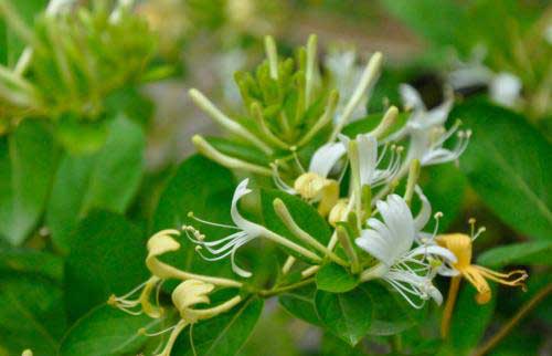 藥材種植經(jīng)驗：金銀花如何施用磷肥