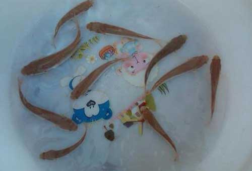 水產(chǎn)養(yǎng)殖過程中的梭魚苗種培育技術
