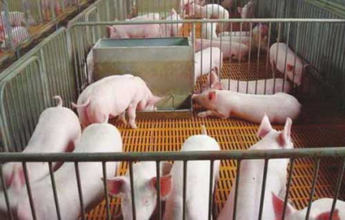 冬季塑料暖棚養(yǎng)豬方法——選址、建造及管理