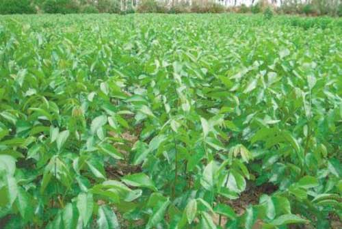 核桃種植育苗技術及種子采集和播前處理
