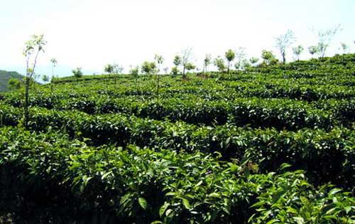 種植業如何掌握無公害茶葉高效種植技術