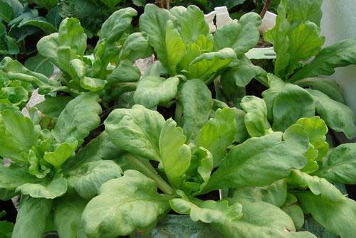 怎樣種植大葉茼蒿，需要哪些技術(shù)