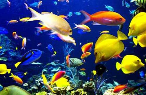 熱帶魚怎么養？熱帶魚人工養殖的繁殖方法