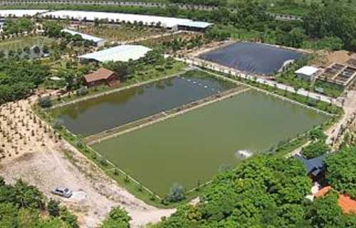 沼氣液肥料成分含量|沼氣肥料有什么營養
