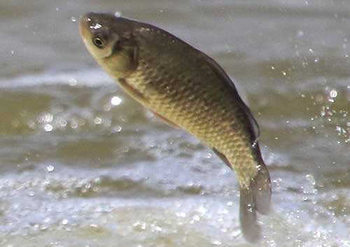 中草藥治療草魚爛鰓病、赤皮病和腸炎病方法
