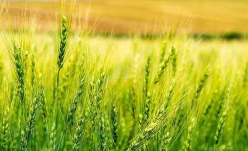 小麥種植技術——國內外小麥增產方法