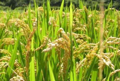 水稻種植經驗——促進水稻早熟有哪些方法