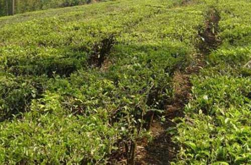 茶樹副產(chǎn)品的綜合利用——茶籽、茶花和茶樹皮