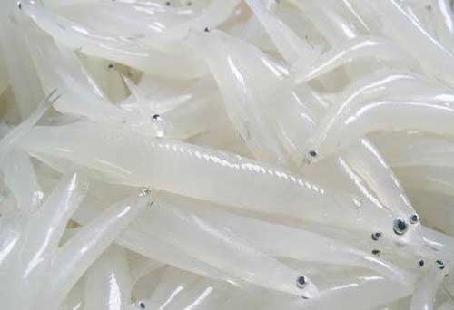 利用池塘養(yǎng)殖大銀魚需要哪些技術(shù)