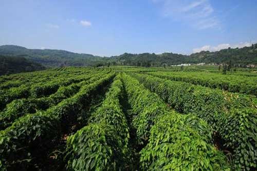 山藥種植技術、田間管理及最新施肥方法