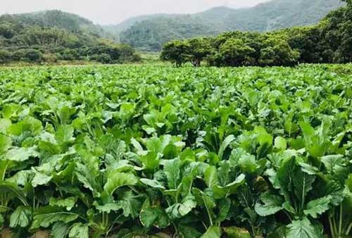 菜心是什么？怎樣種植菜心